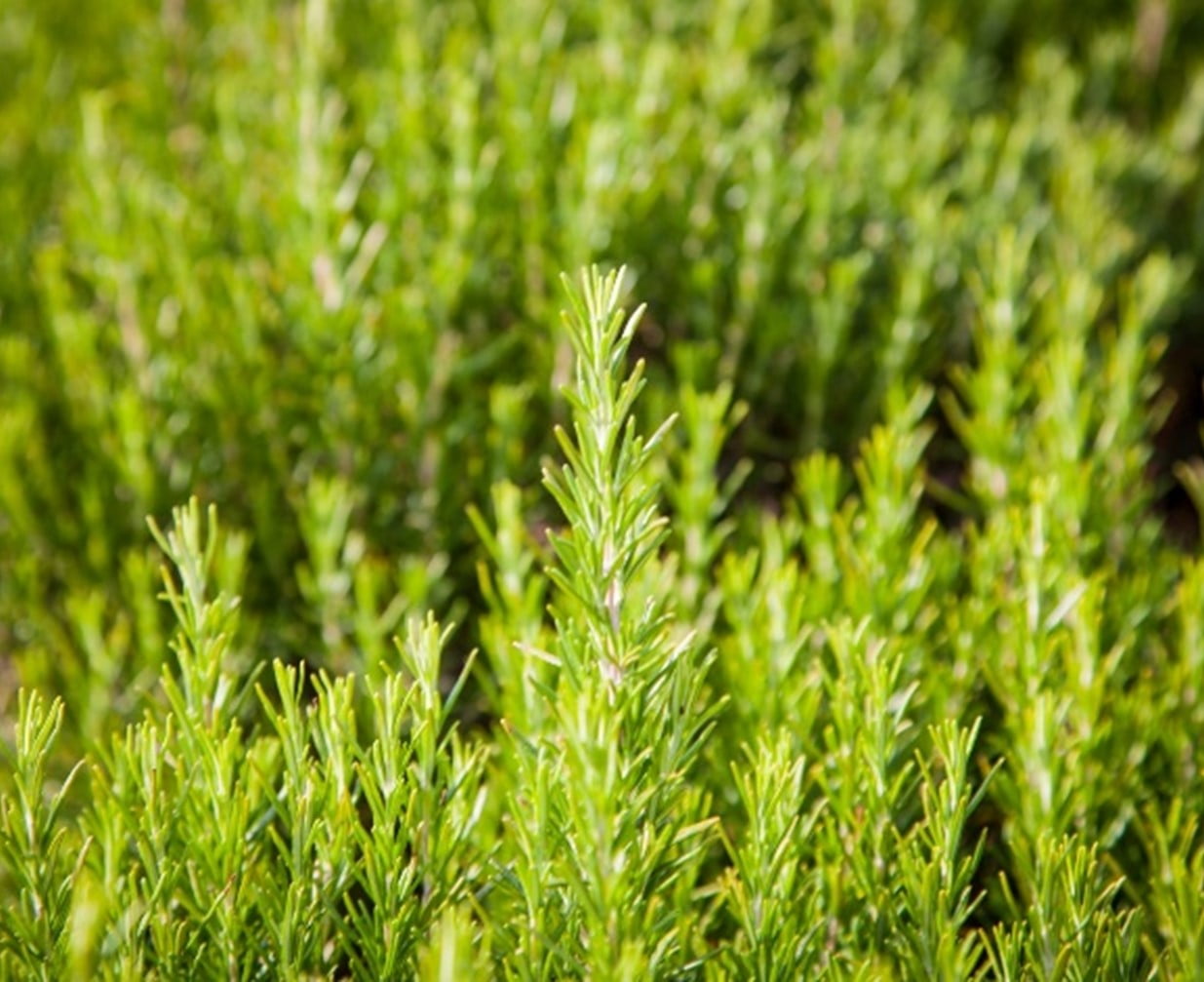 Rosemary Plants to Repel Ticks