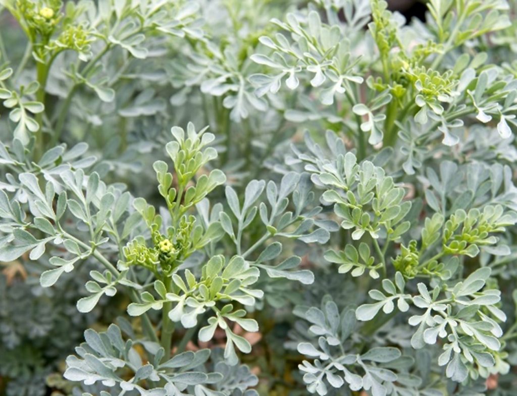 10 Easy to Grow Plants that Repel Fleas and Ticks 10 Easy to Grow Plants that Repel Fleas and Ticks