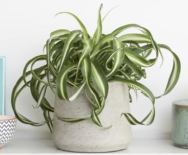 Spider Plant