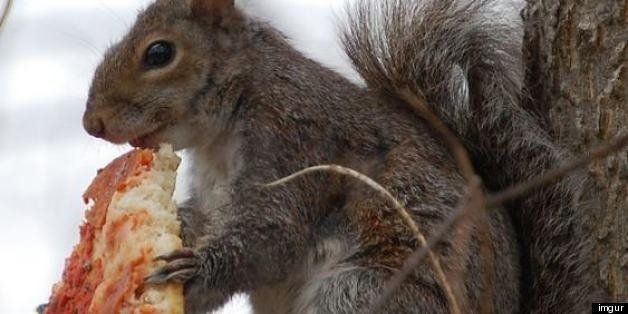 Squirrel eating Pizza