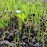 Steps by Step Guide to Sow Lawn Seeds 