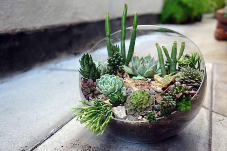 Succulent in Terrariums