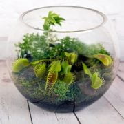 Terrarium Plants Rare Selective Plant Ideas to Grow in Your Terrarium