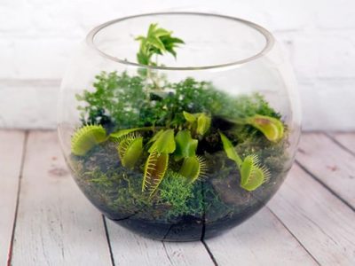 Terrarium Plants Rare Selective Plant Ideas to Grow in Your Terrarium