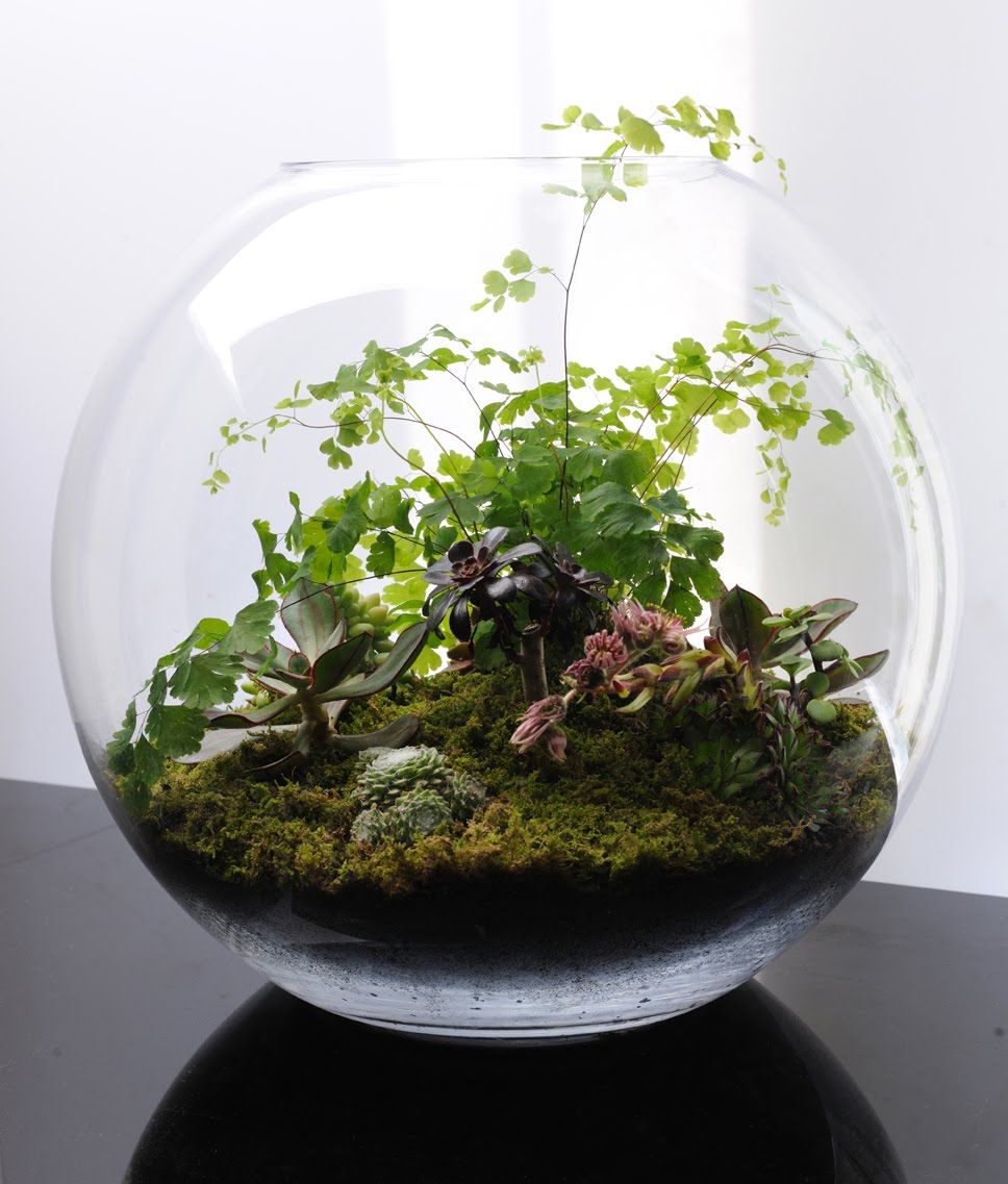 The Fishbowl Terrarium