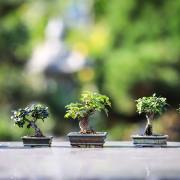 Trees to Make a Bonsai Tree Indoors 