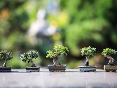 Trees to Make a Bonsai Tree Indoors 