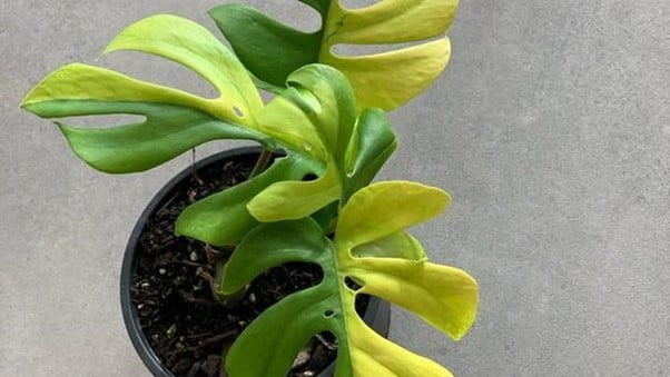 Variegated Philodendron Minima