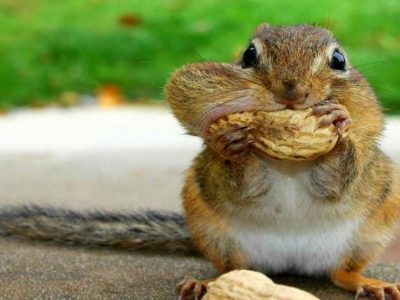 Want To Feed Squirrels Here are the Food You Should Carry