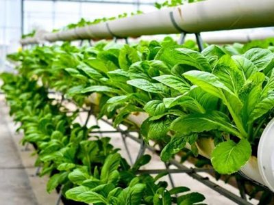 What is Vertical Farming - Future of Agriculture