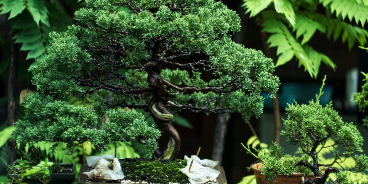 What is the Significance of a Bonsai Tree? - Organize With Sandy