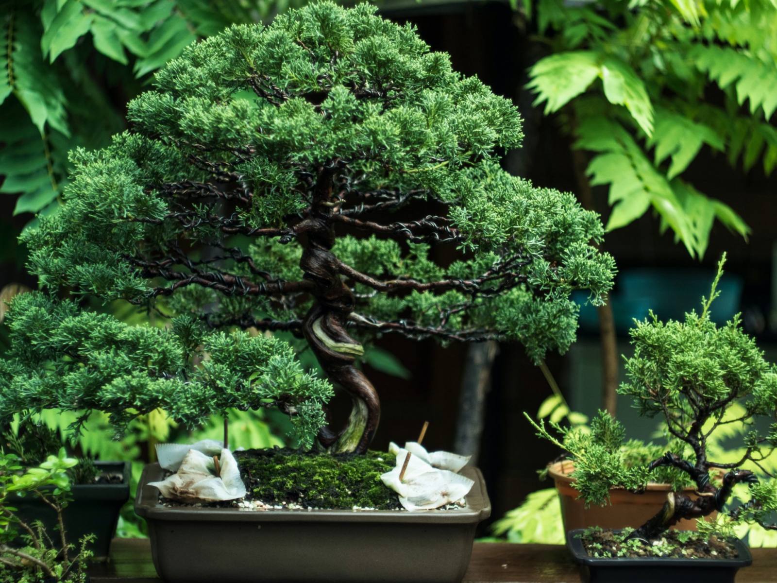 10 Beautiful Trees to Make a Bonsai Tree Indoors Organize With Sandy