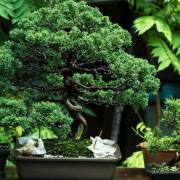 What is the Significance of a Bonsai Tree