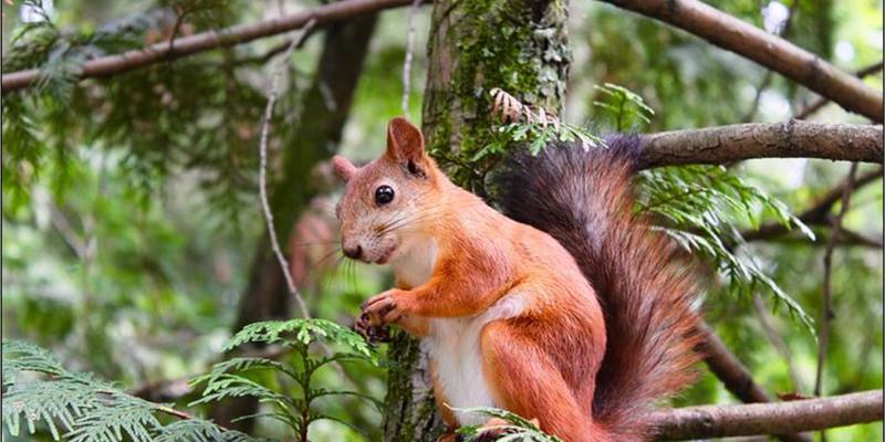 Why Don't We Eat Squirrels Weird Facts About a Quirky Animal