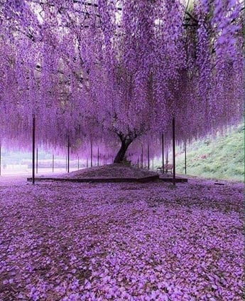 Wisteria