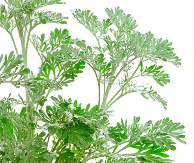 10 Easy to Grow Plants that Repel Fleas and Ticks 10 Easy to Grow Plants that Repel Fleas and Ticks