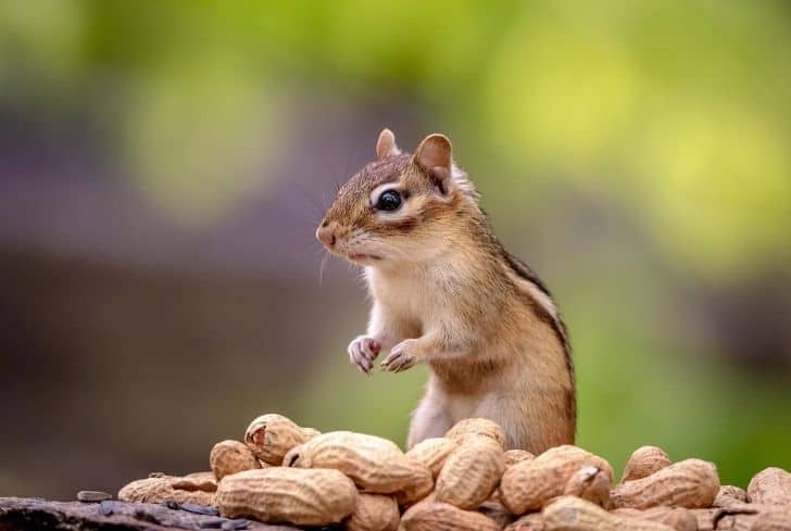 squirrel eating Peanuts