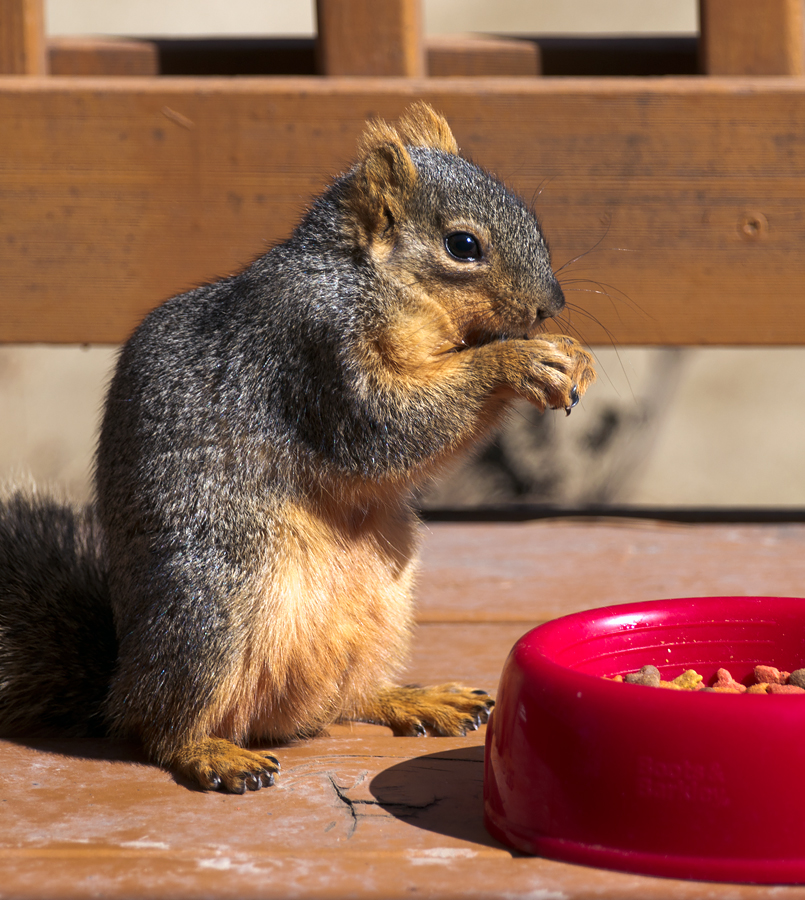 squirrel eating Pet Food