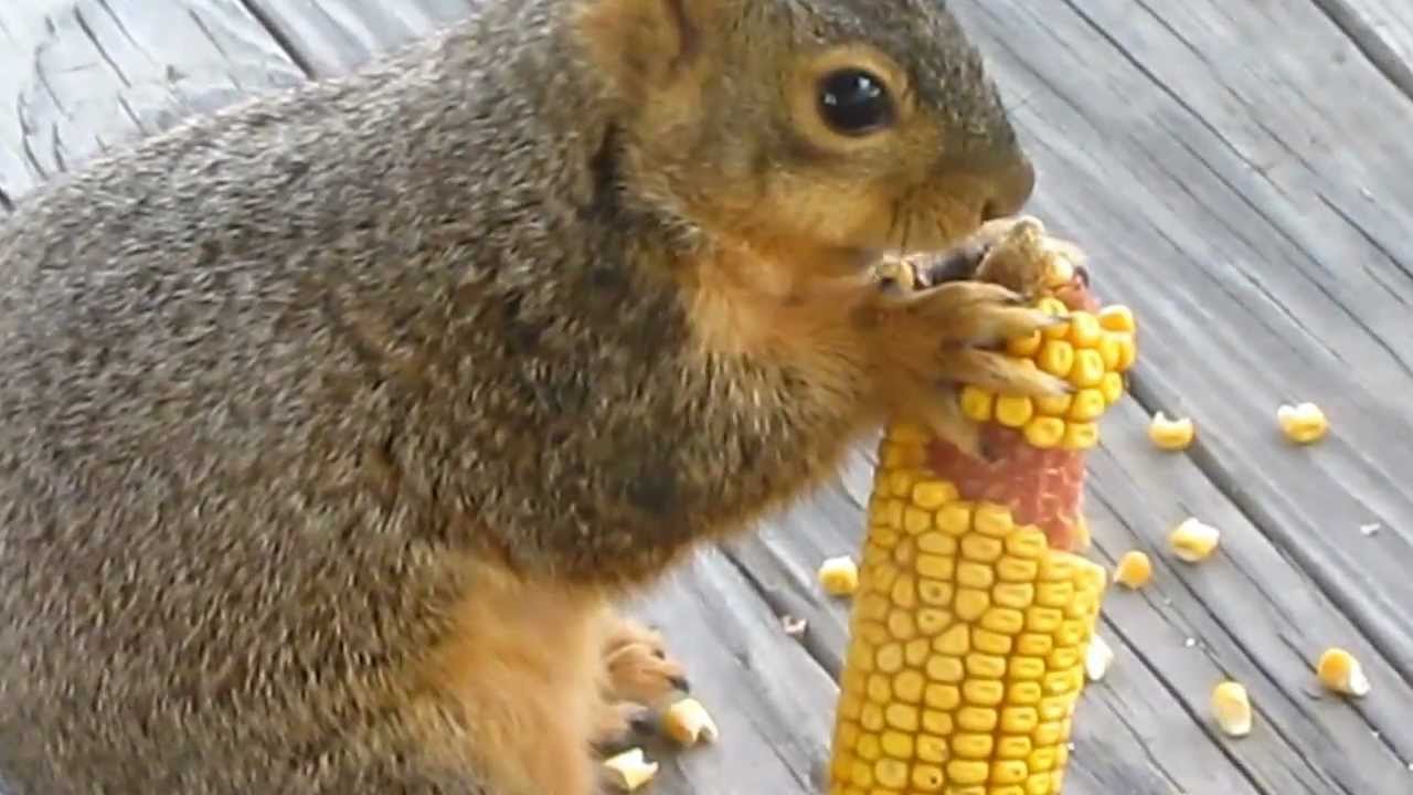 squirrel eating corn