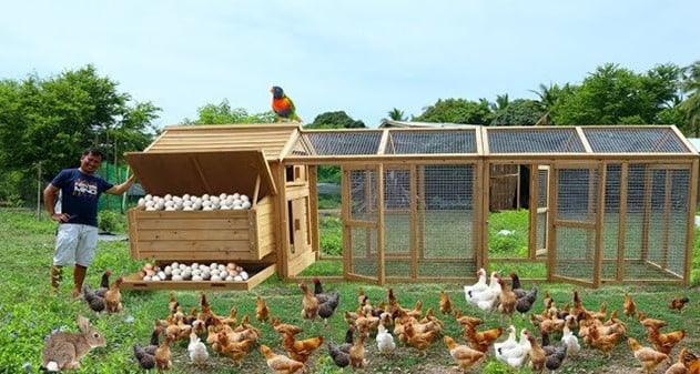 12 Steps to Clean Your Chicken Coop with Ease