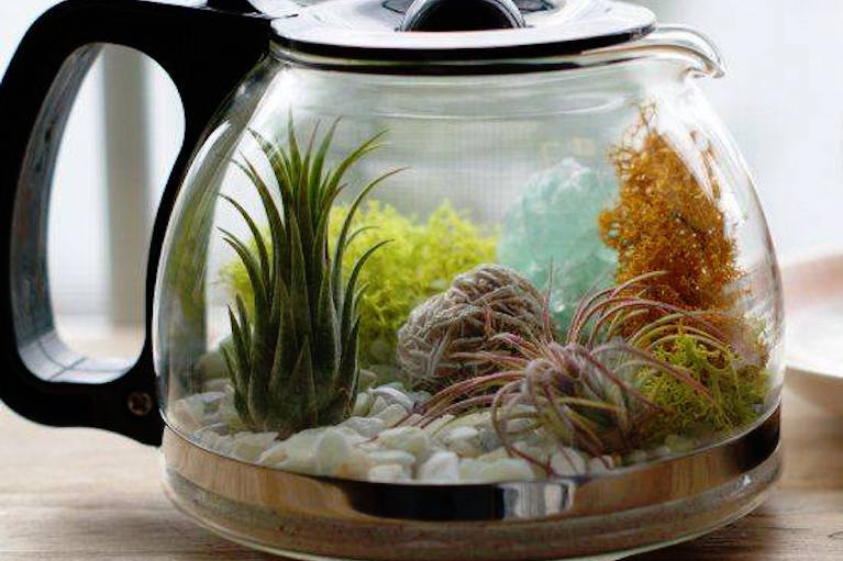 Coffee Pot Terrarium