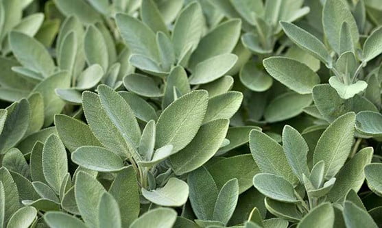 Culinary Sage for Desert Landscaping