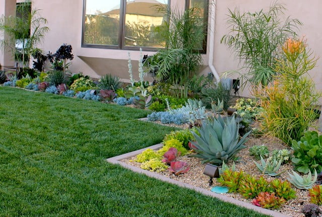 8 Must-Check Desert Plants That are Excellent for Landscaping ...