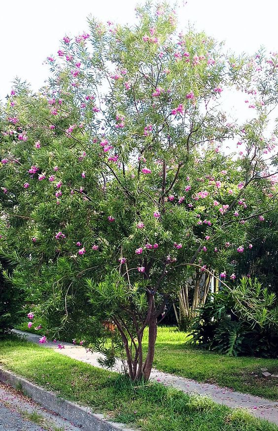 Desert Willow