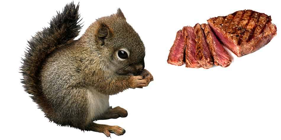 Eating Squirrel Meat