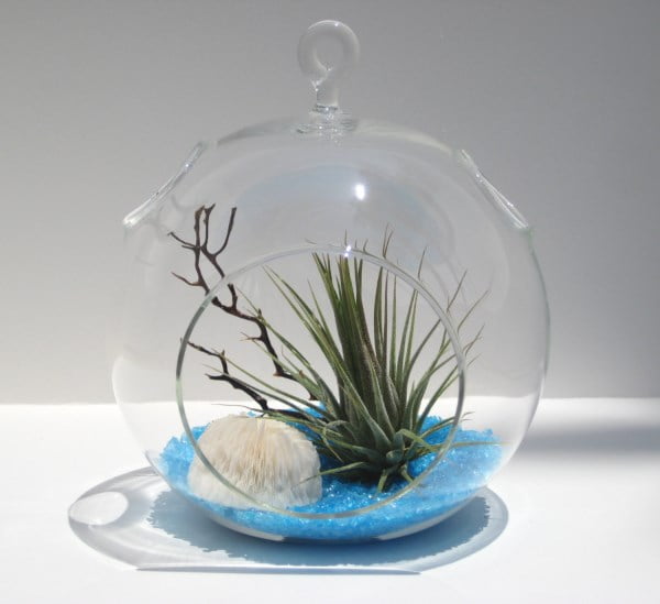 Footed Air Plant Terrarium with Shell