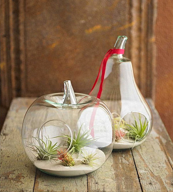 Fruit Shaped Air Plant Terrarium