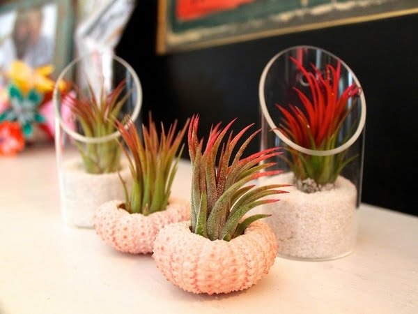 Glass Cylinder and Sea Urchin Shells