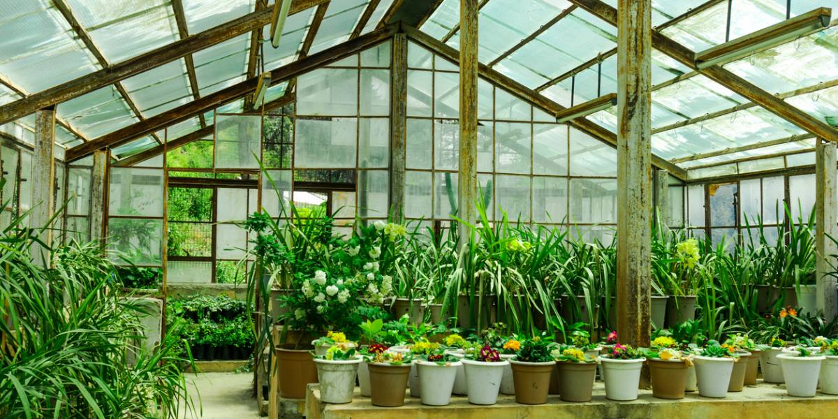Growing Exotic Plants This Summer with a Greenhouse Organize With Sandy
