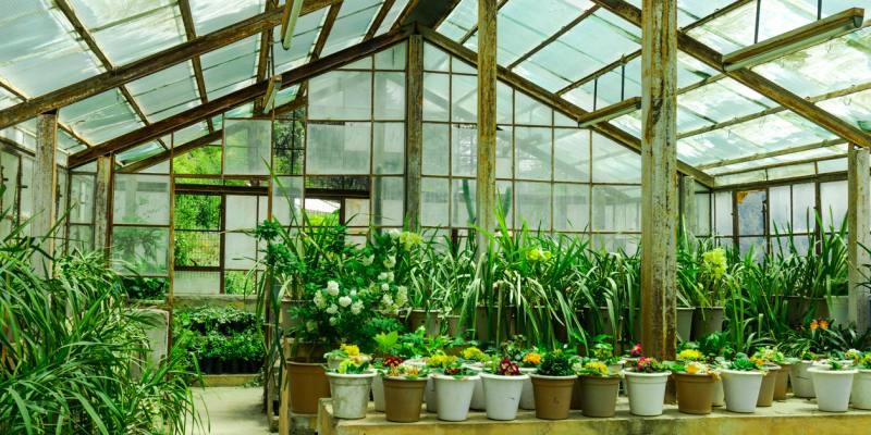 Growing Exotic Plants This Summer with a Greenhouse