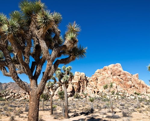 Joshua Tree for Desert Landscaping