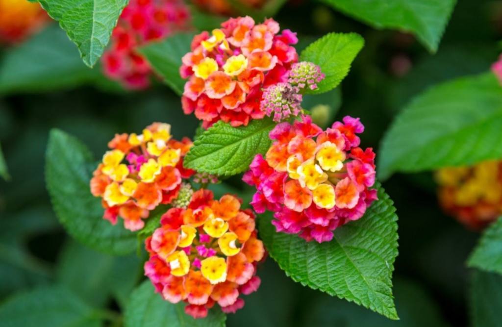 Lantana Plant for Desert Landscaping