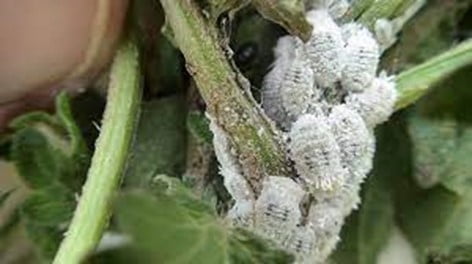 Mealybugs