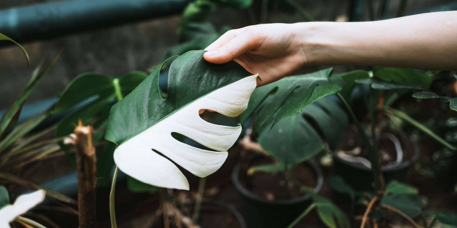 The Most Expensive Plants to Grow and Sell Organize With Sandy