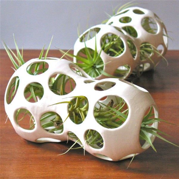 Organic Shape Air Plant