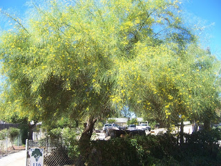 Palo Verde