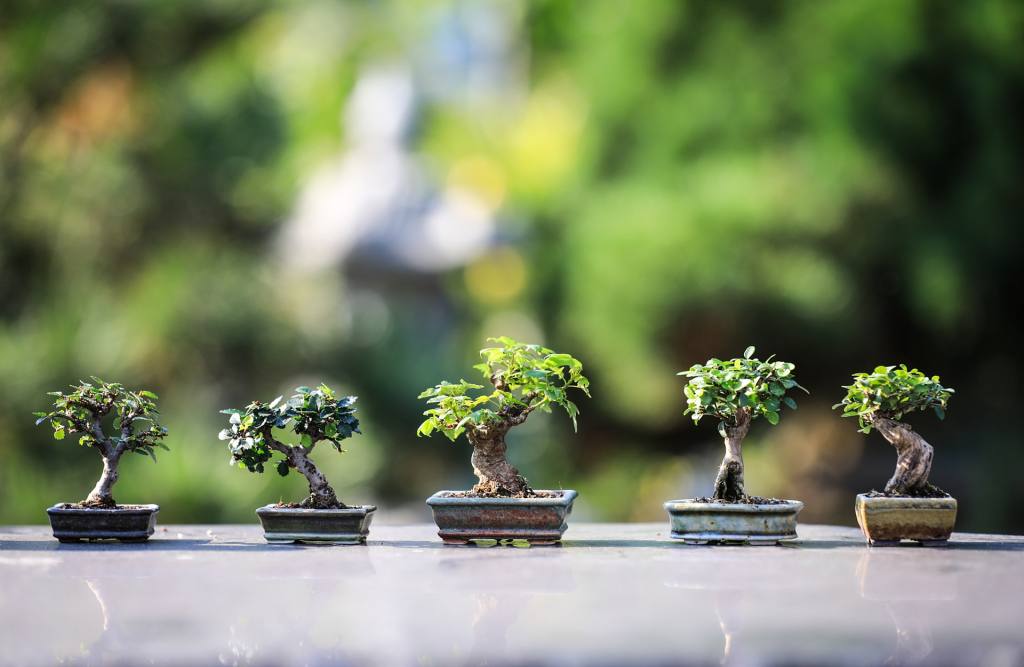 Purpose of Growing Bonsai Tree