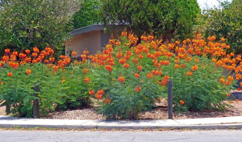 Red Bird of Paradise for Desert Landscaping