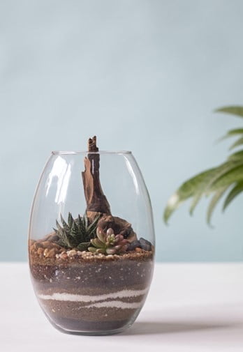 Shot Glass Terrarium