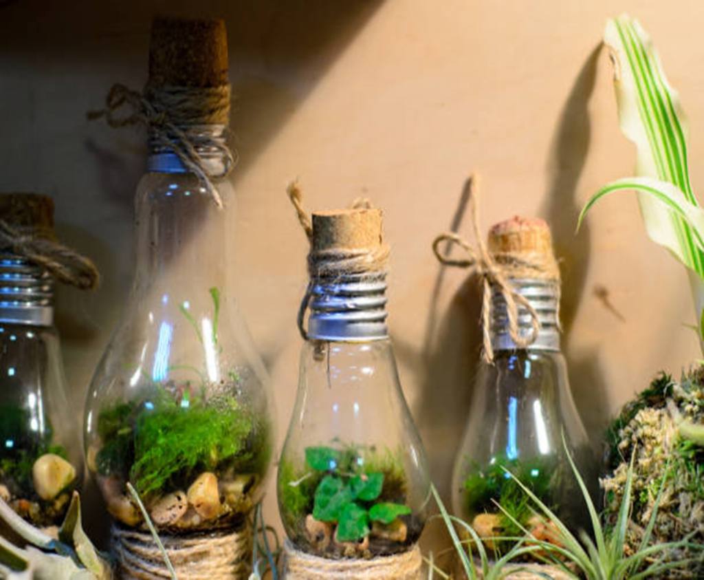 Small Light Bulbs Terrarium