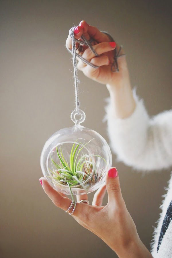 Spectacular Air Plant Containers