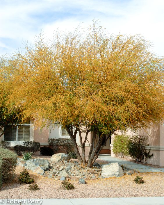 Sweet Acacia Tree