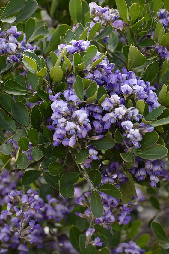 Texas Mountain Laurel