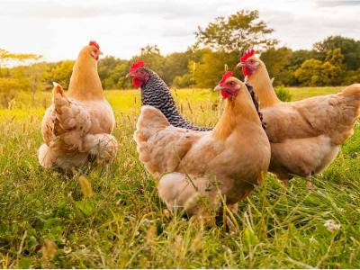 The Best Strategies for Getting Your Chickens to Return at Night