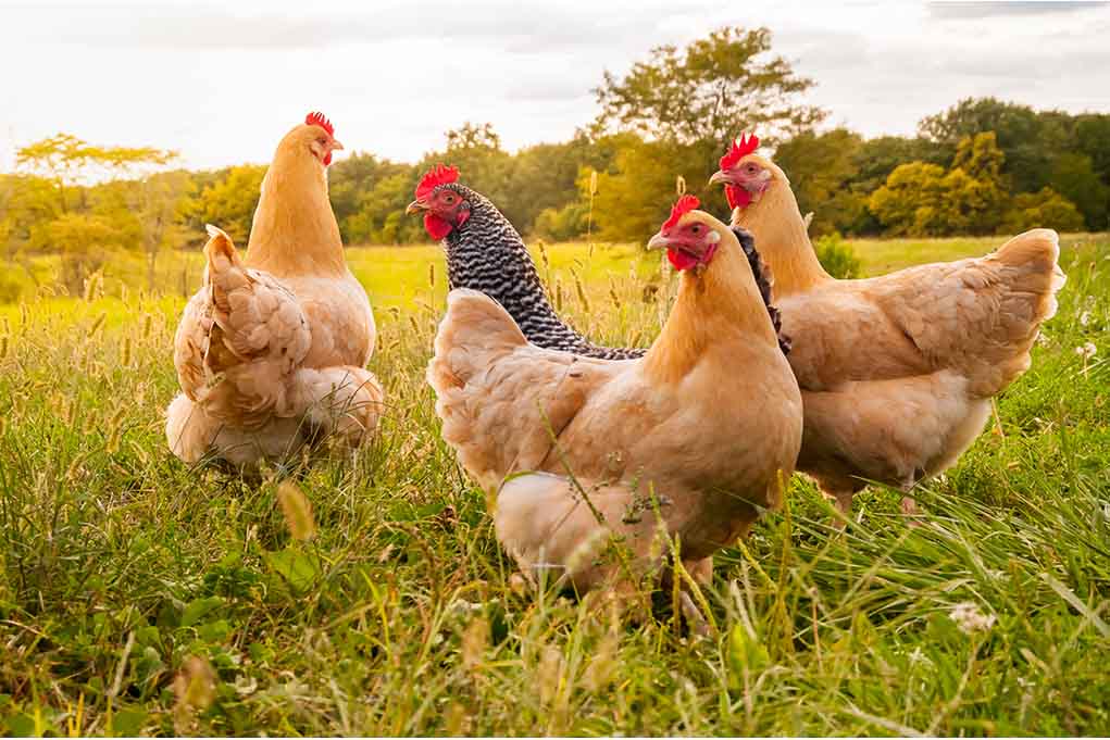 The Best Strategies for Getting Your Chickens to Return at Night