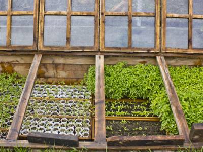 Vegetable Seed Plants to Grow in a Cold Frame Greenhouse